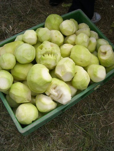 Ohne Mamf kein Kampf - Kohlrabi