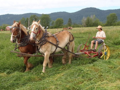 Luzerne-Heu mähen mit Nick, dem Wallach, den ich ausgebildet habe, und einer erfahrenen Stute