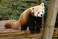 Ailurus fulgens, Paris décembre 2013.jpg