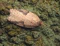 Acleris ferrugana adult.jpg
