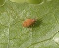 Acyrthosiphon lactucae 5083077.jpg