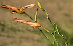 Hemerocallis lilioasphodelus in Jardin botanique de la Charme 02.jpg