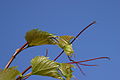 101-14 Triebspitze.JPG
