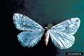Alsophila pometaria 2252047.jpg