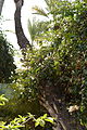 Bougainvillea glabra 'Alba' su una Phoenix dactylifera (jardin Majorelle).JPG