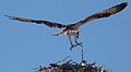 Marine eagle and chick.jpg
