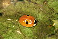 Adalia bipunctata 1475001.jpg