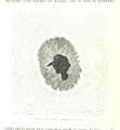 Image taken from page 80 of 'L'Espace céleste et la nature tropicale, description physique de l'univers ... préface de M. Babinet, dessins de Yan' Dargent' (11074610275).jpg