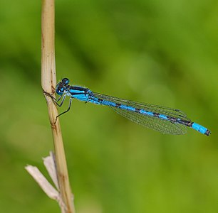 Common blue damselfly - Enallagma cyathigerum, male.
