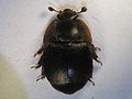 Aethina tumida 5025046.jpg