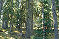 Abies lasiocarpa arizonica2.jpg