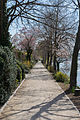 150405 Leinpfad am Rhein.jpg