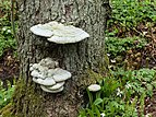 Tinder fungus on a dead pine in Gullmarsskogen 2.jpg