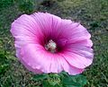 Alcea rosea, Tunisie 6 août 2010.jpg