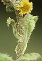 Acyrthosiphon lactucae 5369812.jpg