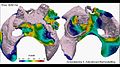 File:Atrial-Heterogeneity-Generates-Re-entrant-Substrate-during-Atrial-Fibrillation-and-Anti-arrhythmic-pcbi.1005245.s033.ogv