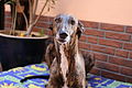 Greyhound Benghazi's - 3.JPG
