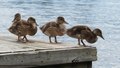File:Canard colvert femelle et ses petits (Lac Archambeault, Qc).webm