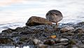 File:Common ringed plover.webm