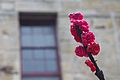 "Sakura Polymers" by Anna Philips is an exhibit at Salamanca Place in Hobart (6471602423).jpg