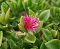 Aptenia cordifolia, Nabeul, Tunisia - 20101029.jpg