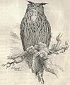 Heubach Eurasian Eagle-owl.jpg