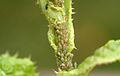 Acyrthosiphon lactucae 5369811.jpg