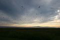 Island Birds At Sunset (4856383999).jpg