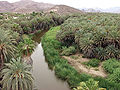 Mulege oasis.jpg