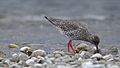 File:Redshank.webm