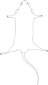 Vector diagram of mouse lying on its back.svg