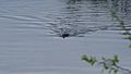 File:Castor canadensis, Saint-Donat-de-Montcalm, 2017-06-04 item 1.webm