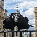 Jubilee und Munin, zwei der Tower-Raben.