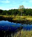 "Biały Ług" koło Radomska - panoramio.jpg