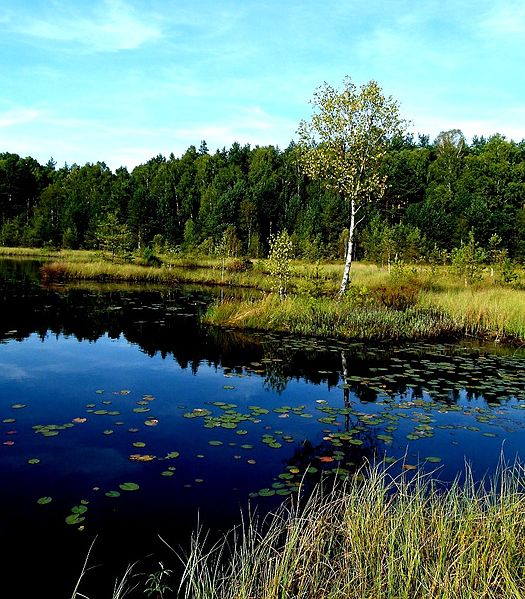 File:"Biały Ług" koło Radomska - panoramio.jpg