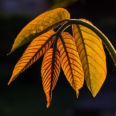 003 2011 04 18 Blattadern.jpg