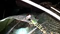 File:Raorchestes anili.webm