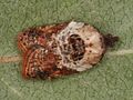 Acleris variegana 5371050.jpg