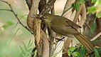 Andropadus importunus 2016 10 08 4975.jpg