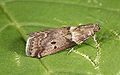 Acrobasis consociella 5410911.jpg