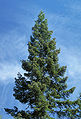 Abies grandis crown youngtree.jpg