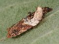 Acleris variegana 5371049.jpg