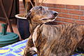 Greyhound Benghazi's - 2.JPG