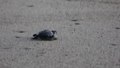 File:Liberación de tortugas golfinas en campamento de Barra de Coyuca.webm
