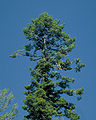 Abies grandis crownoldtree.jpg