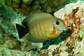 Acanthurus tristis.jpg