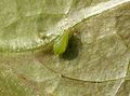 Acyrthosiphon lactucae 5083075.jpg