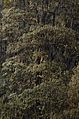 Kedarnath Wildlife Sanctuary JEG0449.jpg