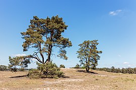 Wandeling over het Hulshorsterzand-Hulshorsterheide 14.jpg