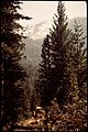 CALIFORNIA--SIERRA NATIONAL FOREST - NARA - 542624.jpg